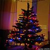 Mon tout premier arbre de No�l
2005-12-16