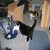 Arth�mise : �C'est quoi �a ? Eh ! �a bouge !�
2005-05-08